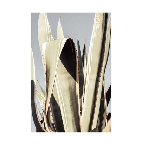 Trademark Fine Art Pictufy Studio Agave Canvas Wall Art