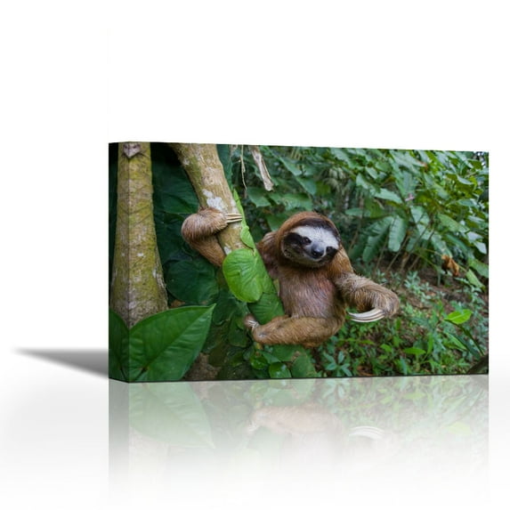 Brown-throated Three-toed Sloth male, Aviarios Sloth Sanctuary, Costa Rica - Contemporary Fine Art Giclee on Canvas Gallery Wrap - wall décor - Art painting - 26 x 17 Inch - Ready to Hang