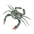 thumbnail image 1 of Modelo animal, modelo animal de juguete, decoración de escritorio, figuras de animales animal marino, modelo animal marino para decorar el cangrejos pequeños, 1 of 8