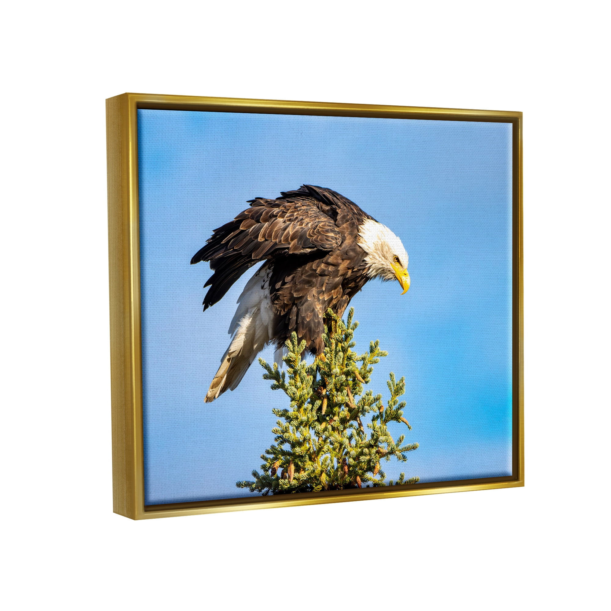 Stupell Industries Perched Eagle Photography Animals & Insects Photography Gold Floater Framed Canvas Art Print Wall Art, 21 x 17