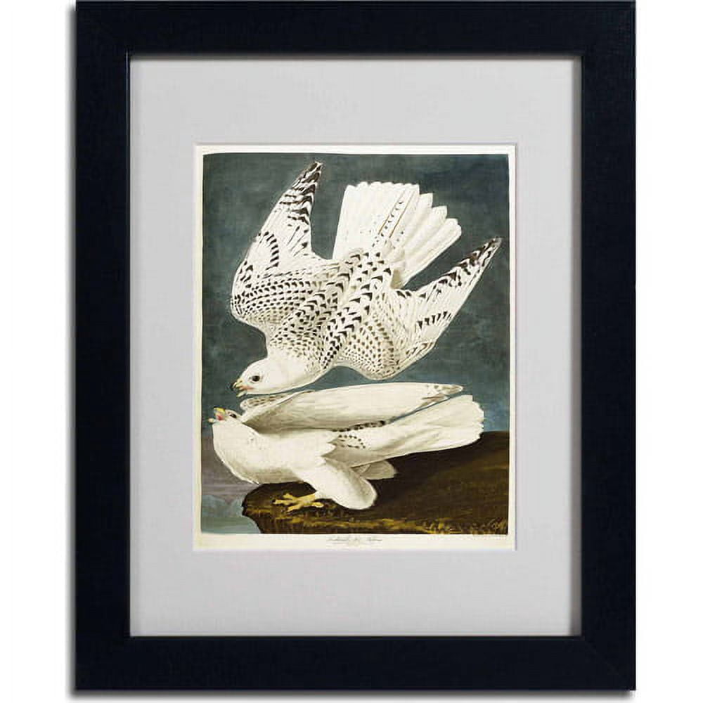 Trademark Fine Art "Iceland or Jer Falcon" Canvas Art by John James Audubon, Black Frame