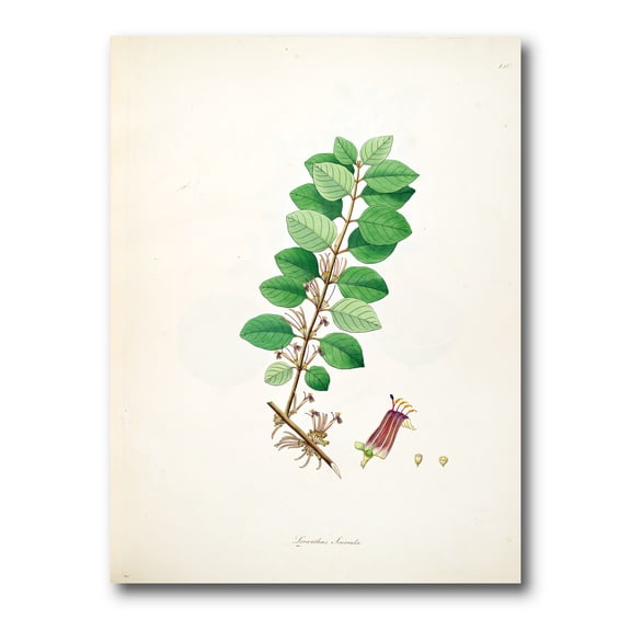Designart ' Ancient Plant Life XVII ' Farmhouse Canvas Wall Art Print