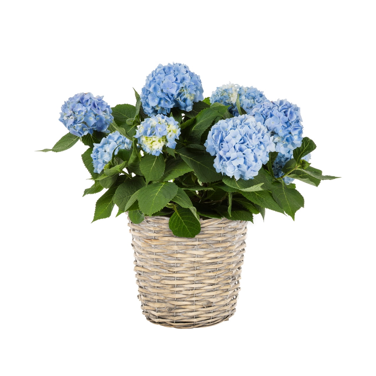 Image of Easter hydrangea plant with blue flowers