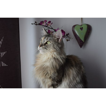 Canvas Print Cat Face Main Coon Maine Coon Domestic Cat Cat Pet Stretched Canvas 10 x