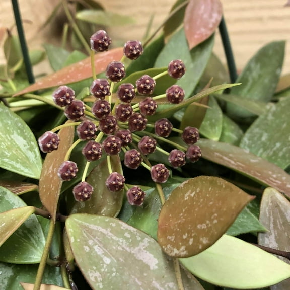 Hoya Gracilis, 4" Plant, The Plant Farm