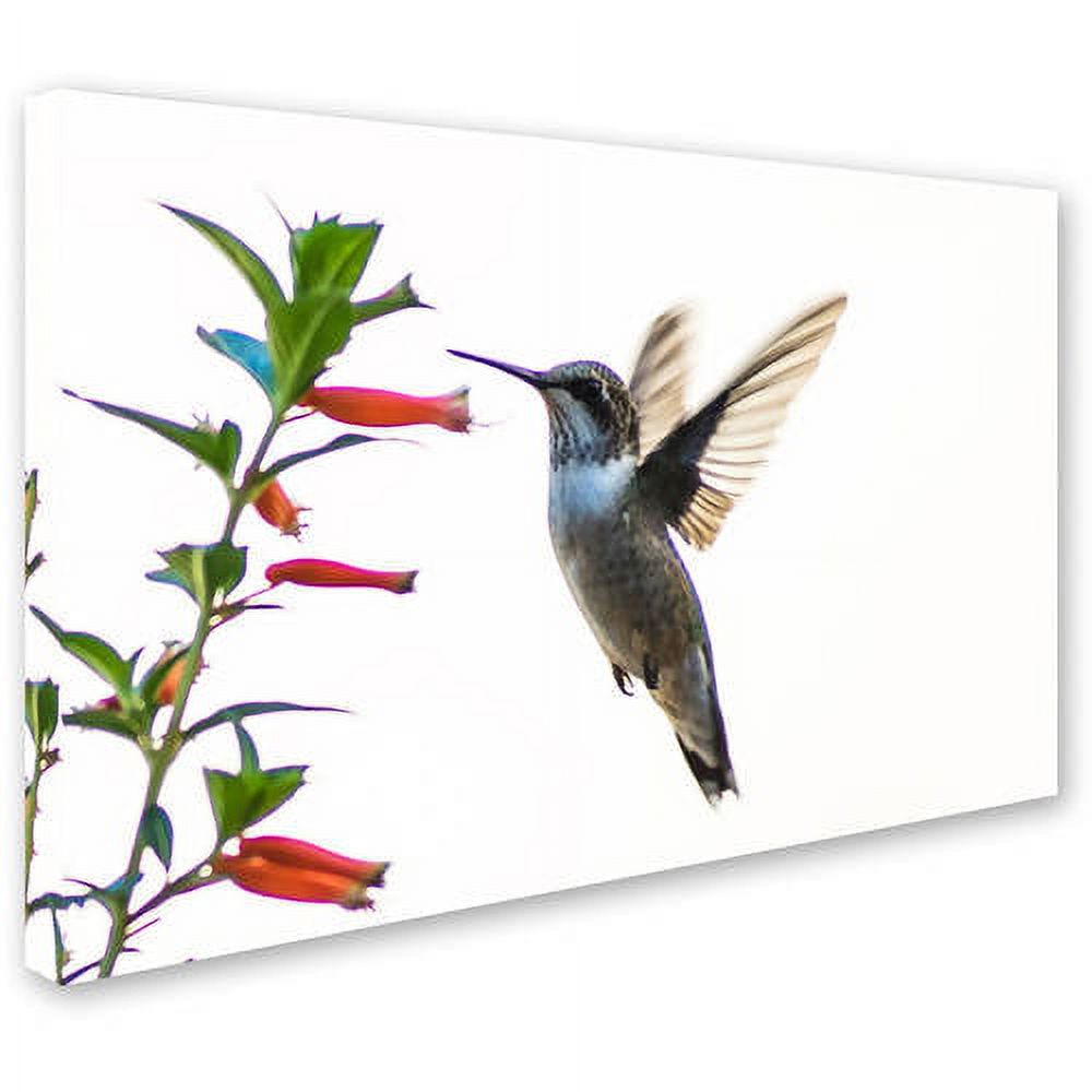 Trademark Fine Art "Frozen in Flight" Canvas Art by Kurt Shaffer