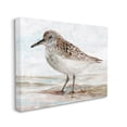thumbnail image 3 of Sandpiper Painting Speckled Feather Beach Bird Nautical Coast Animals & Insects Painting Gallery-Wrapped Canvas Print Wall Art, 3 of 7