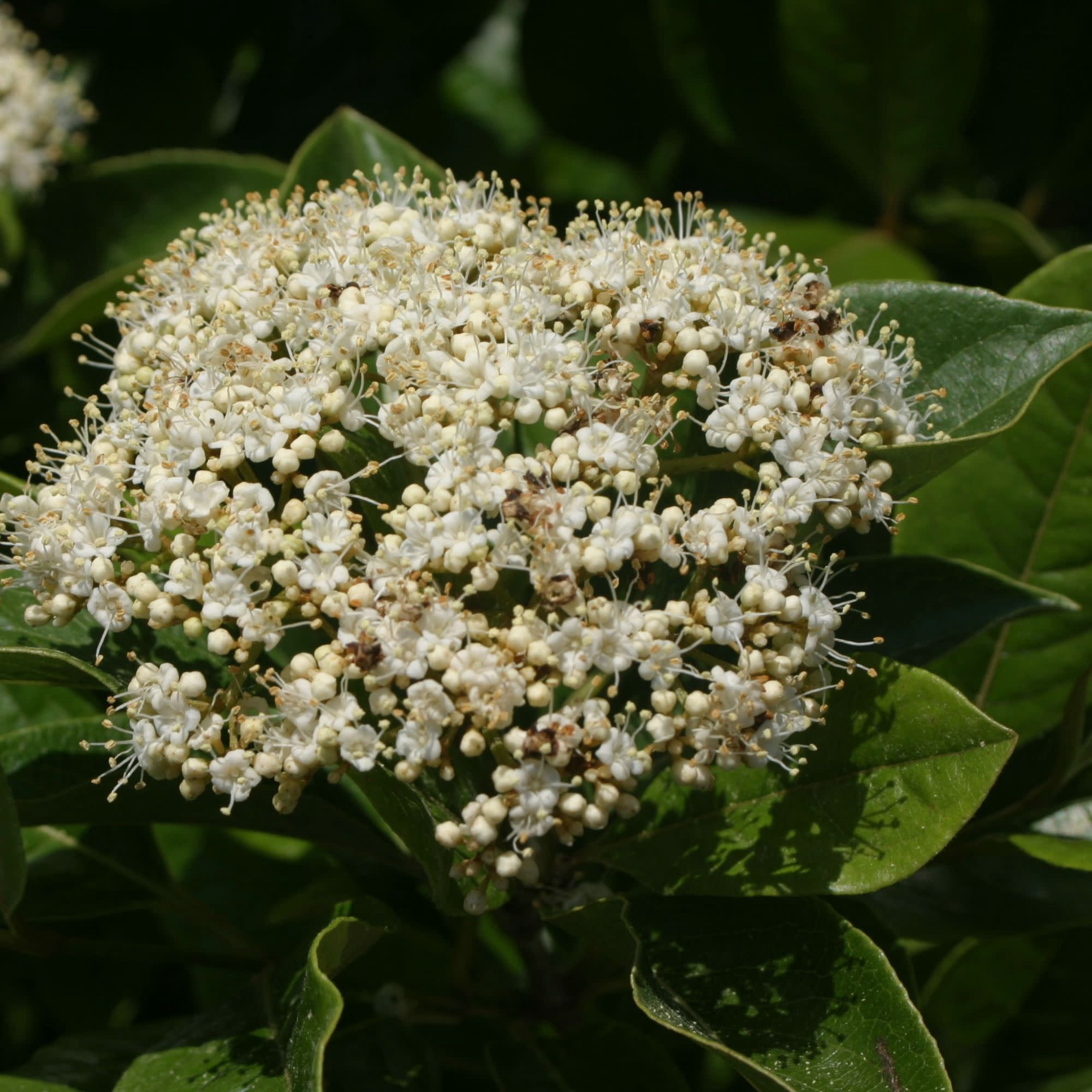 Proven Winners ColorChoice 5" Brandywine Viburnum Live Plant in 4.5" Pot (4 Count)