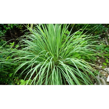 100 Seeds LEMONGRASS East Indian Lemon Grass Fragrant Edible Cymbopogon Seeds