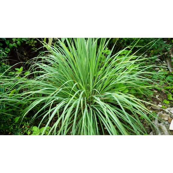 100 Seeds LEMONGRASS East Indian Lemon Grass Fragrant Edible Cymbopogon Seeds