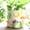 A, variant on GUGUGO Colorful Frog Garden Plant Pots, Cute Unique Succulent Planters with Drainage, Rainbow Small Mushrooms Flower Planters Pots for Indoor Plants, Funny Eclectic Home Décor (B, 5Inch)
