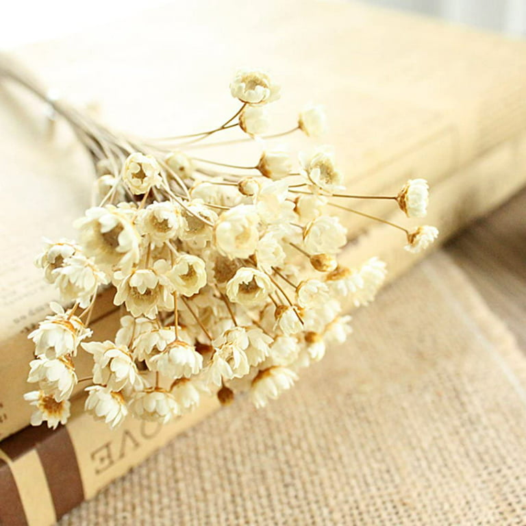 Natural Dried Flowers 200+ Dried Daisy Flowers Bouquet White Dry Brazilian  Small Star Bulk Mini Chamomile Sunflower for Boho Decor Wedding Floral
