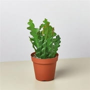 4-EPIPHYLLUM-RIC.RAC.CACTUS 4 in. Epiphyllum Ric Rac Cactus Pot