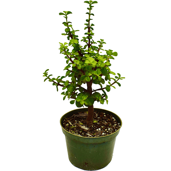 AMERICAN PLANT EXCHANGE Jade Tree Dwarf Pre-Bonsai Live Plant, 6" Pot, Indoor Air Purifier