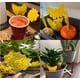thumbnail image 3 of BEMS: la trampa para moscas de la fruta de 12 Uds captura y elimina eficazmente, 3 of 4