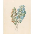 thumbnail image 2 of Clemenz Heinrich Wehdemann 20x24 Gold Ornate Framed and Double Matted Museum Art Print Titled - Pentand. Mono. (Ehretia Rigida) (1817), 2 of 4