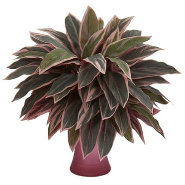 Nearly Natural Caladium Artificial Plant in Rose Vase