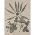 thumbnail image 2 of Vision Studio 12x14 Black Ornate Wood Framed with Double Matting Museum Art Print Titled - Eloquent Leaves III, 2 of 4