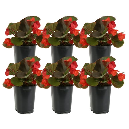 Red Wax Begonia; Partial Shade Outdoors Plant 3.5in. Grower Pot, 6-Pack
