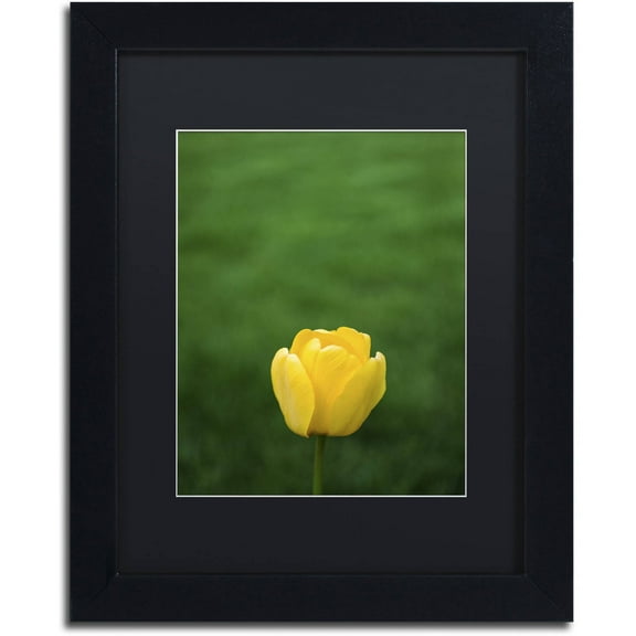 Trademark Fine Art "A Lone Yellow Tulip" Canvas Art by Kurt Shaffer, Black Matte, Black Frame