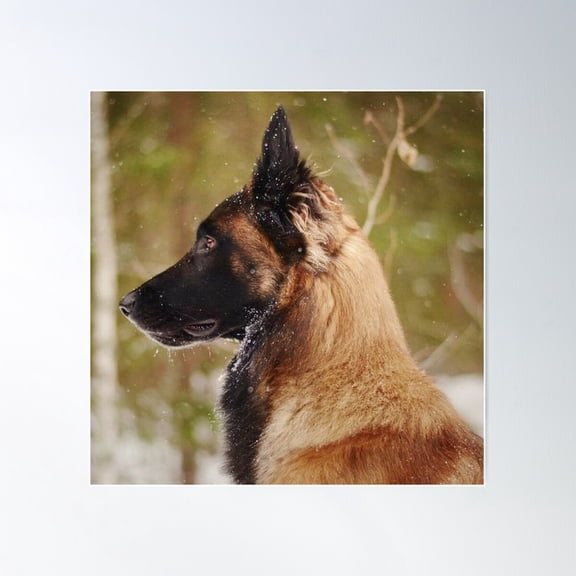 belgian shepherd malinois face Poster, 8x12 UNFRAMED