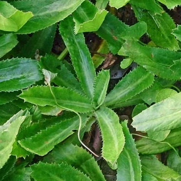 TomorrowSeeds - Ngo Gai Culantro Seeds - 400+ Count - For 2025 Planting Non-GMO Heirloom Herb USA