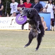 Hyperflite K-10 HyperFlex Puncture Resistant Dog Flying Disc, 8.75-inch, for Large Dogs