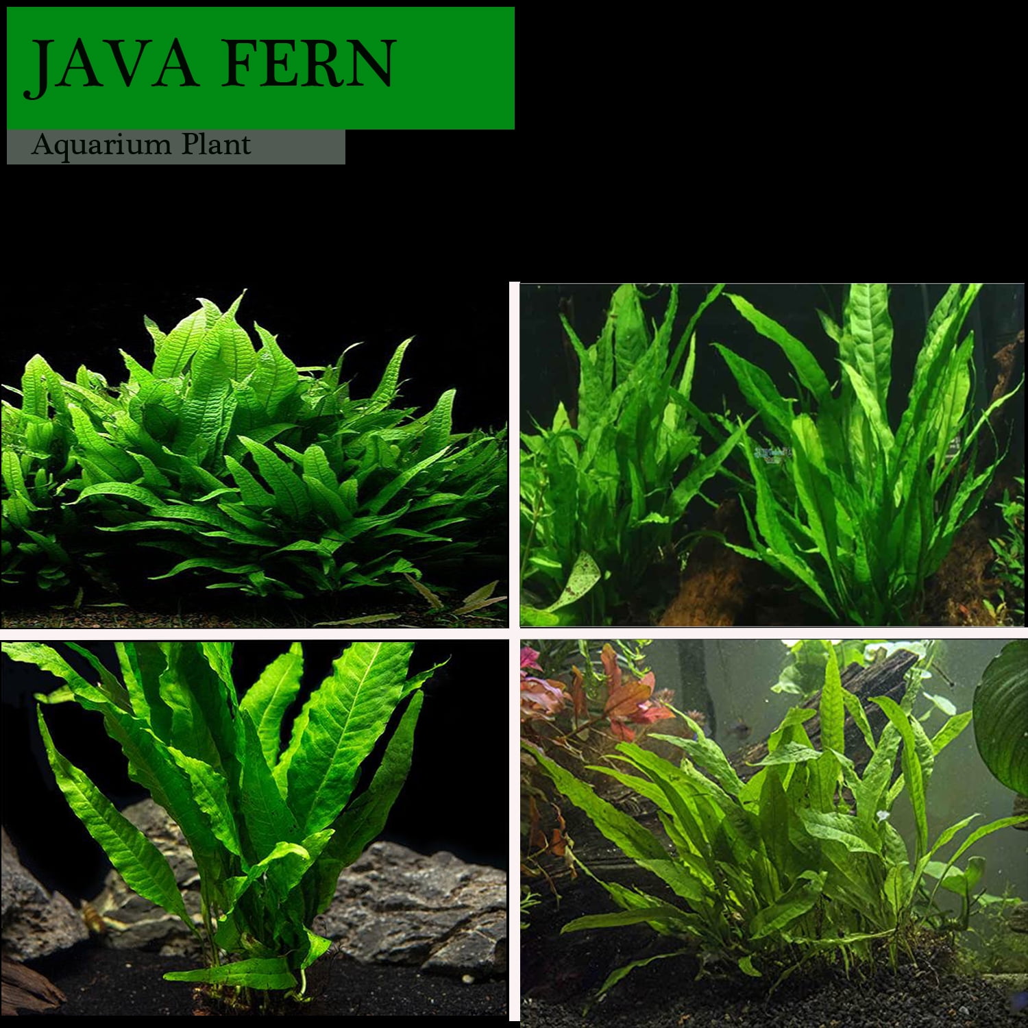 java fern aquarium plant java fern aquarium plant