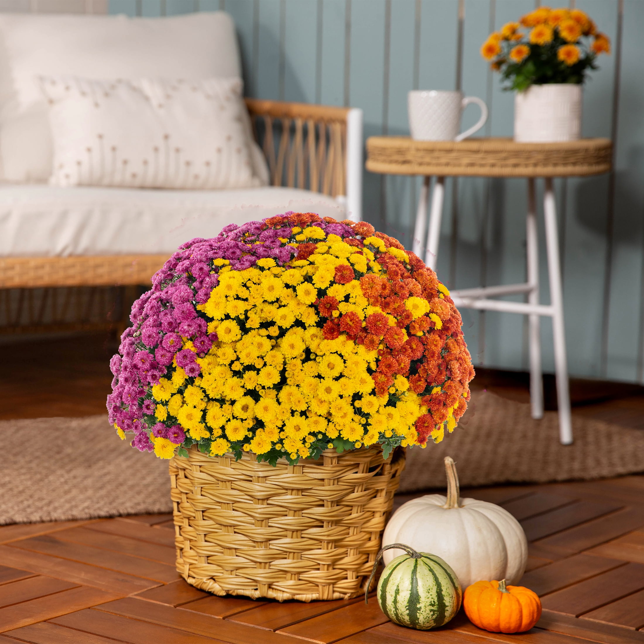 Better Homes & Gardens 14" Orange Purple Yellow Garden Mum Mixed Live Plant in Decorative Planter
