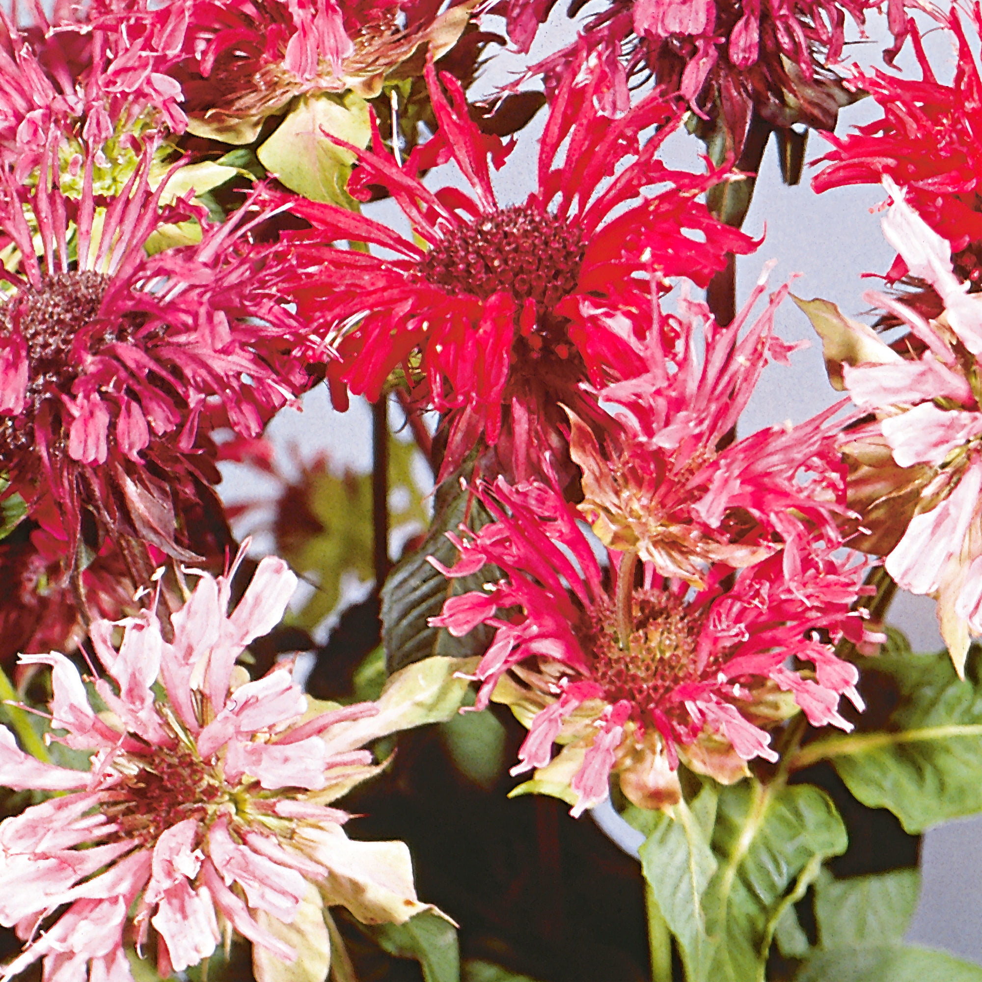Bonnie Plants Bee Balm 19.3 oz.