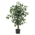 thumbnail image 1 of Arbre à Soie Ficus 3 Pieds, 1 of 6