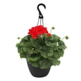 thumbnail image 4 of Expert Gardener 10" Everyday Hanging Basket Flowers, Assorted Colours, 4 of 23