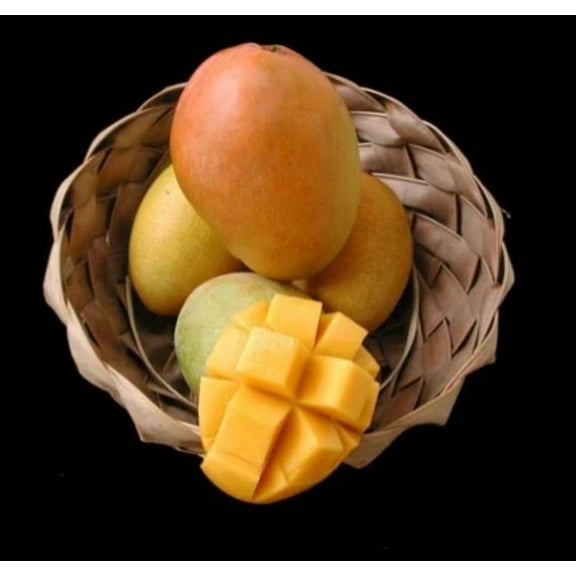 Glenn mango tree cold hardy GRAFTED 2-4 Ft Tall. Ship To ALL STATES