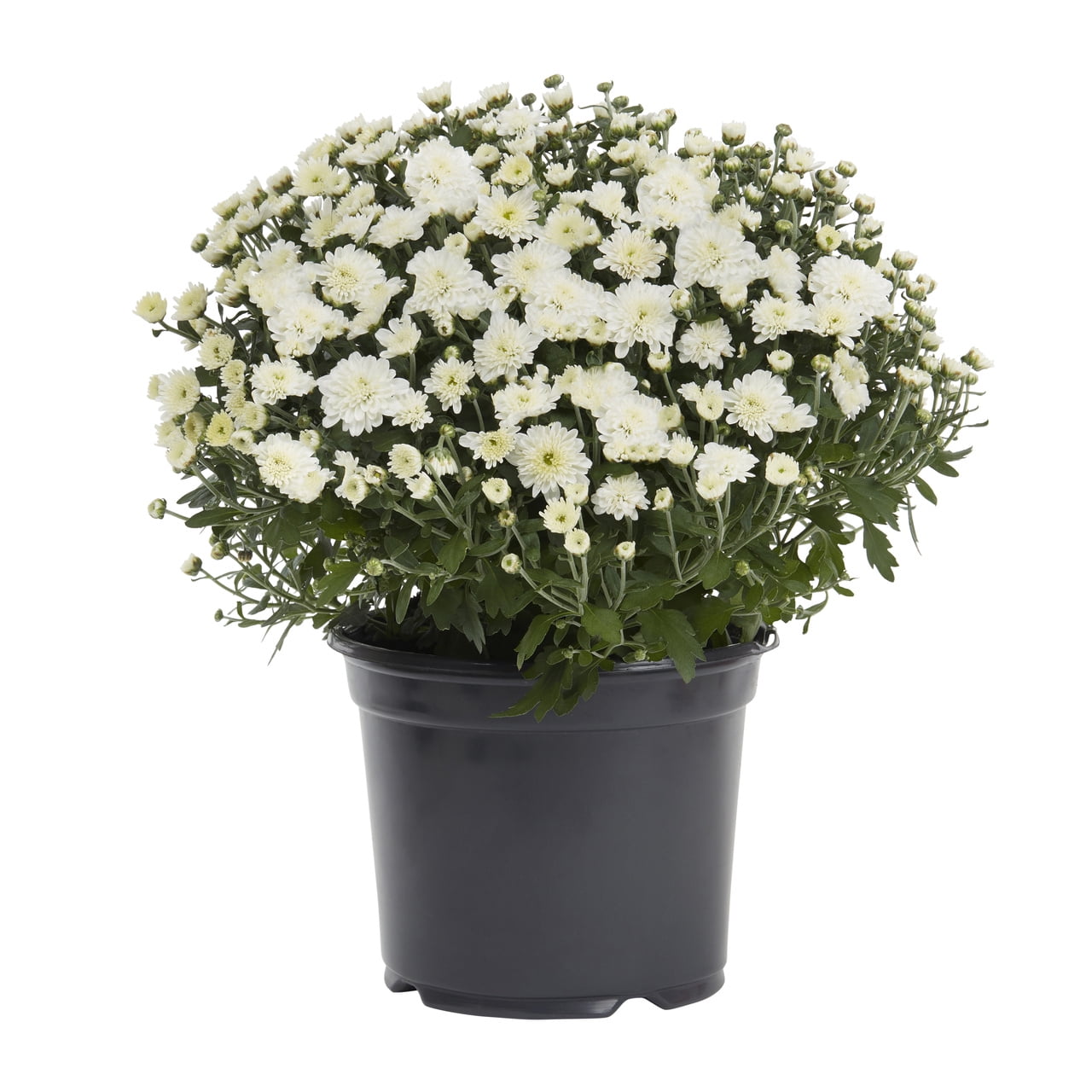 Expert Gardener 12 Inch White Chrysanthemum Live Fall Plant 3.0QT Grower's Pot Wed 2-Pack Easy to Grow