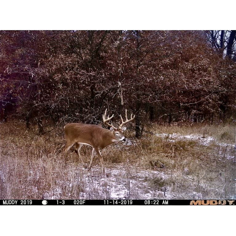 Deer Cam Huge Buck Trail Cam Deer Muddy Trail Cam App Muddy