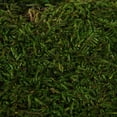 thumbnail image 3 of Bolsa de Musgo en Lámina Real Conservado Vickerman con Textura Rica Verde, 3 of 8
