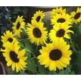 thumbnail image 5 of Bulk Sunflower Seeds for Planting | Heirloom & Non-GMO Sunflower Seeds | Giant Mammoth Sunflower Seed Mix to Plant Outdoor Home Garden (2000 Seeds), 5 of 5