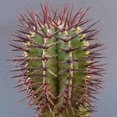 thumbnail image 3 of Euphorbia Horrida Boiss, Rare Succulent, Live Plant in 4" pot, 3 of 5