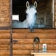 thumbnail image 5 of COAT DEFENSE Polvo preventivo diario para caballos - Acondicionador de piel equina seguro y eficaz Sweet Itch Skin Funk & Rain Rot - Champú seco para caballos Fórmula de 16 oz con todos los ingredient, 5 of 8