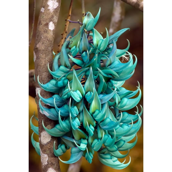 Climbing Jade Vine Seeds to Plant 3 Big Healthy Seeds Green