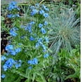 thumbnail image 4 of 100 BLUE ANGEL ANCHUSA (Summer Forget Me Not) Anchusa Carpensis Flower Seeds, 4 of 5