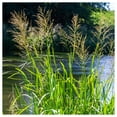 thumbnail image 2 of Everwilde Farms - 1 oz Reed Manna Grass Native Grass Seeds - Gold Vault Bulk Seed Packet, 2 of 2