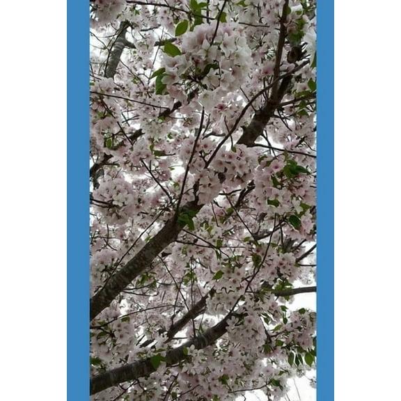 2020 Is My Year! (Paperback)