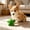 #02 Green【1 x Star】, variant on Pet Bite Squeaky Toys for Small Dogs & Cats, Cute Star Cloud Shape Plush Stuffed Toys, Puppy Chew Squeaker Toy with Sound for Biting, Exercise & Entertainment by IHXORA (Star), Pink