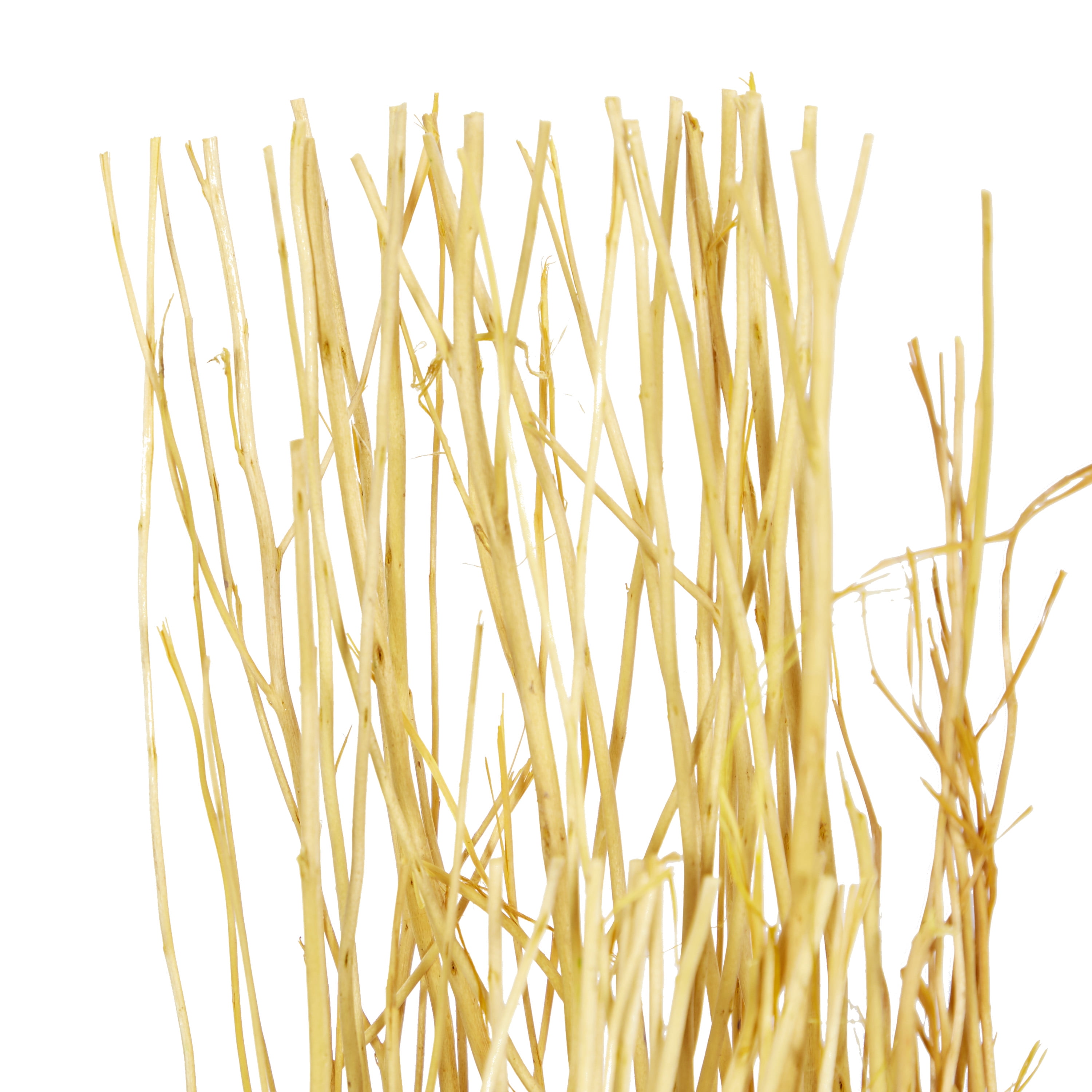 57" Dried Plant Natural Foliage Pigeon pea Bouquet, by DecMode (3 Count)