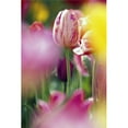 thumbnail image 1 of Tulip Flower Poster Print by Natural Selection Craig Tuttle, 24 x 36 - Large, 1 of 1