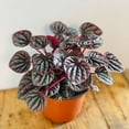 thumbnail image 2 of Peperomia Ripple Red Live Plant for Indoor | Different Houseplants in 4'' & 6'' Pot | Real House Plant for Living Room, Office, Desk & Bathroom | Peperomia | Radiator Plant, 2 of 6