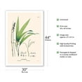 thumbnail image 2 of Parlor Palm (Chamaedorea elegans) - Vintage Botanical Illustration by Carl Friedrich Philipp von Martius c.1820s - Fine Art Matte Paper Print (Unframed) 30x44in, 2 of 4