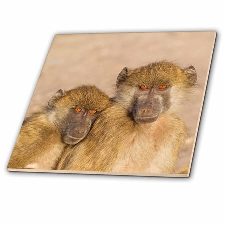 3dRose, Chacma Baboon two subadults in the early morning, Chobe NP, Botswana., 8 Inch Ceramic Tile