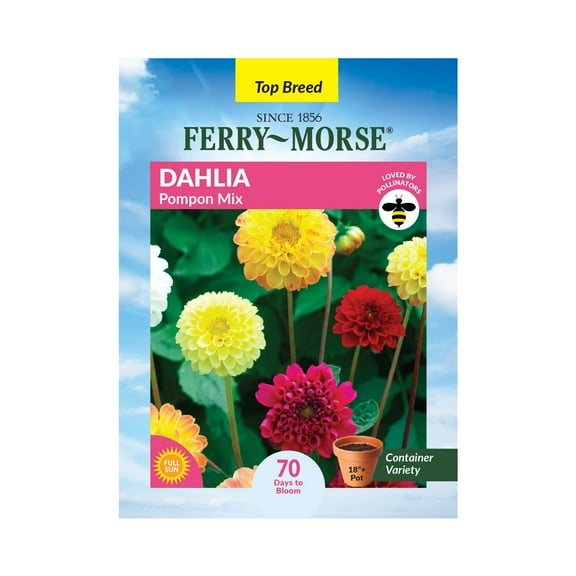 Ferry-Morse 160MG Dahlia Pompon Mix Annual Flower Seeds, Full Sun